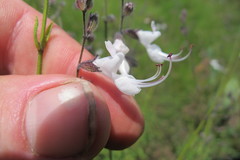 Syncolostemon