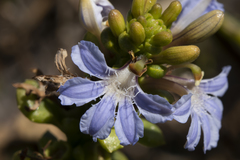 Scaevola crassifolia