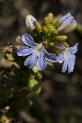 Scaevola crassifolia