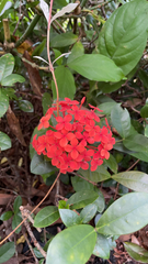 Ixora chinensis