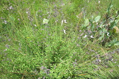 Syncolostemon