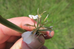 Moraea pubiflora