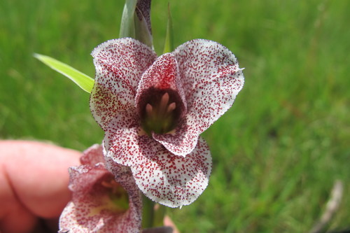 Image of Gladiolus ecklonii by (c) James Deacon, some rights reserved (CC BY-SA)