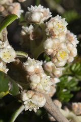 Spyridium globulosum