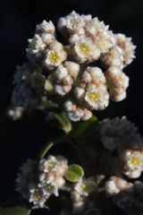 Spyridium globulosum