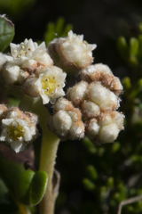Spyridium globulosum