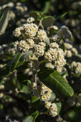 Spyridium globulosum