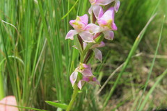 Disperis tysonii