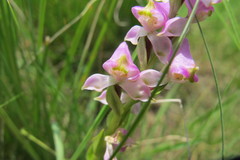 Disperis tysonii