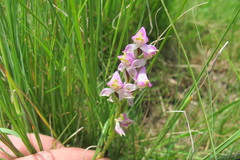 Disperis tysonii