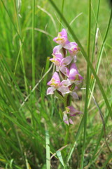 Disperis tysonii