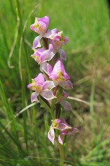 Disperis tysonii