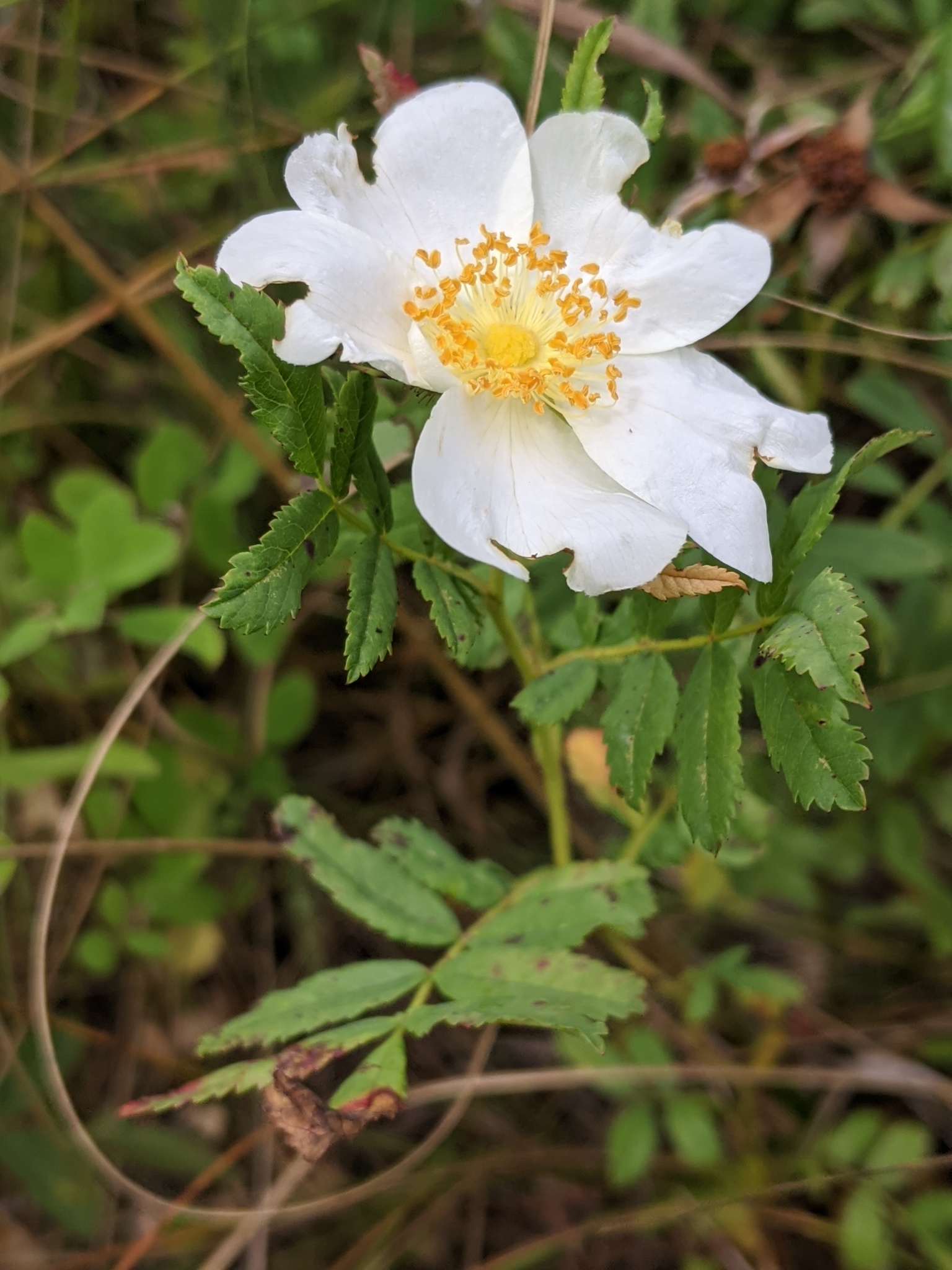 Қызыл шашты кисканың суреті