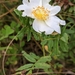 Rosa foliolosa - Photo (c) Claire Ciafré,  זכויות יוצרים חלקיות (CC BY-NC), הועלה על ידי Claire Ciafré