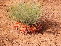 Leptosema chambersii