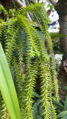 Phlegmariurus varius