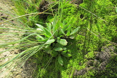 Delosperma carolinense