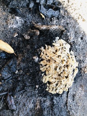 Daleomyces phillipsii