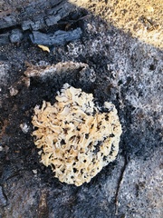 Daleomyces phillipsii