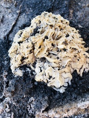 Daleomyces phillipsii