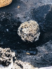 Daleomyces phillipsii