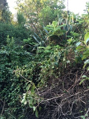 Phormium tenax