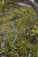Juncus triglumis