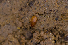 Leptinus testaceus