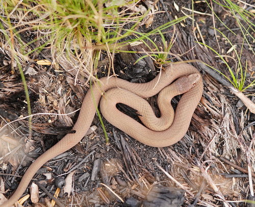 Photo of a White-lipped Snake (Drysdalia coronoides)