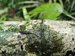 Prothema ochraceosignata