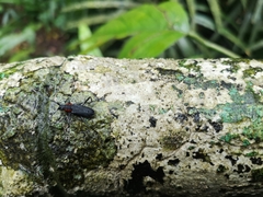 Prothema ochraceosignata