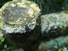 Prothema ochraceosignata