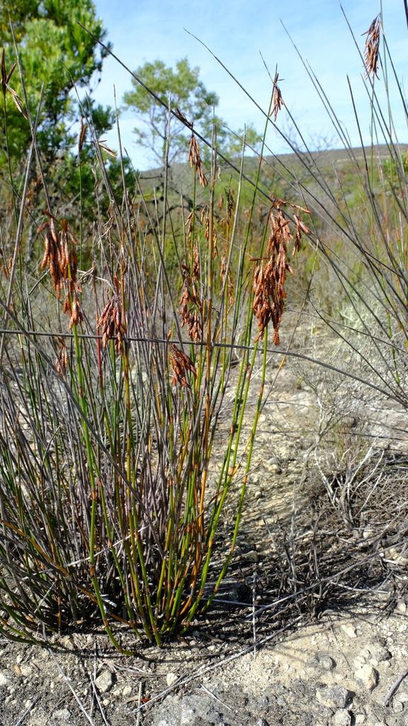 Thamnochortus pluristachyus