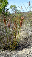Thamnochortus pluristachyus