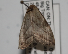 Macrochilo absorptalis