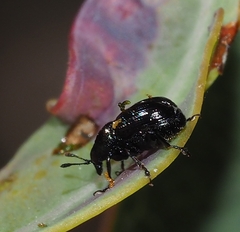 Attelabinae