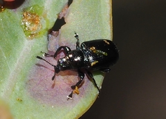Attelabinae