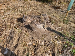 Formica polyctena
