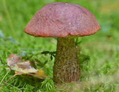 Leccinum
