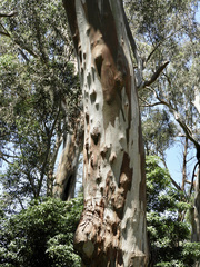 Eucalyptus strzeleckii