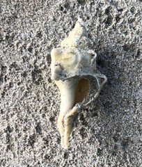 Pterochelus triformis