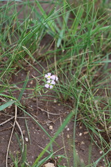 Dontostemon integrifolius