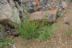 Cleistogenes squarrosa