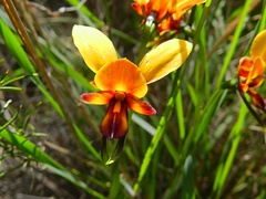 Diuris tinkeri