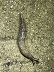 Deroceras reticulatum