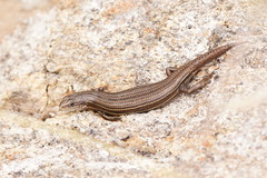 Pseudemoia pagenstecheri