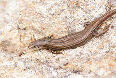 Pseudemoia pagenstecheri