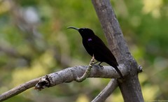 Chalcomitra amethystina amethystina