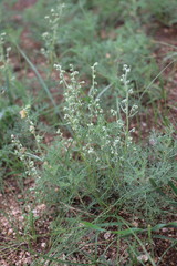 Artemisia adamsii