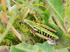 Kosciuscola usitatus